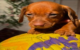 Dachshund dogs for sale: Adorable short Haired Dachshunds Puppies - Image 4