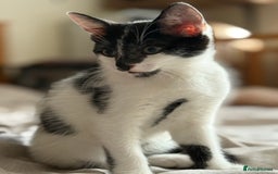 Mixed Breed cats for sale: Adorable Male Kitten Looking for a Loving Home - Image 1