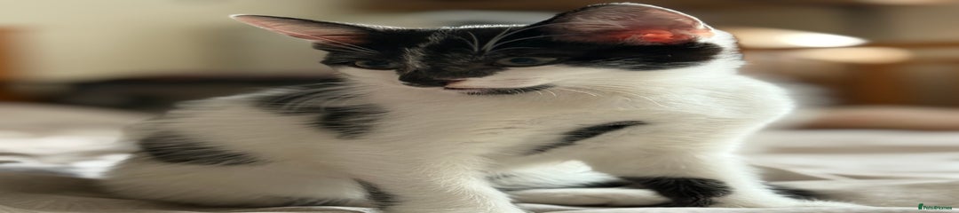 Mixed Breed Kitten 1