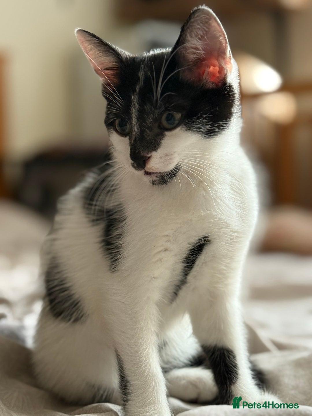Mixed Breed cats for sale: Adorable Male Kitten Looking for a Loving Home - Image 1