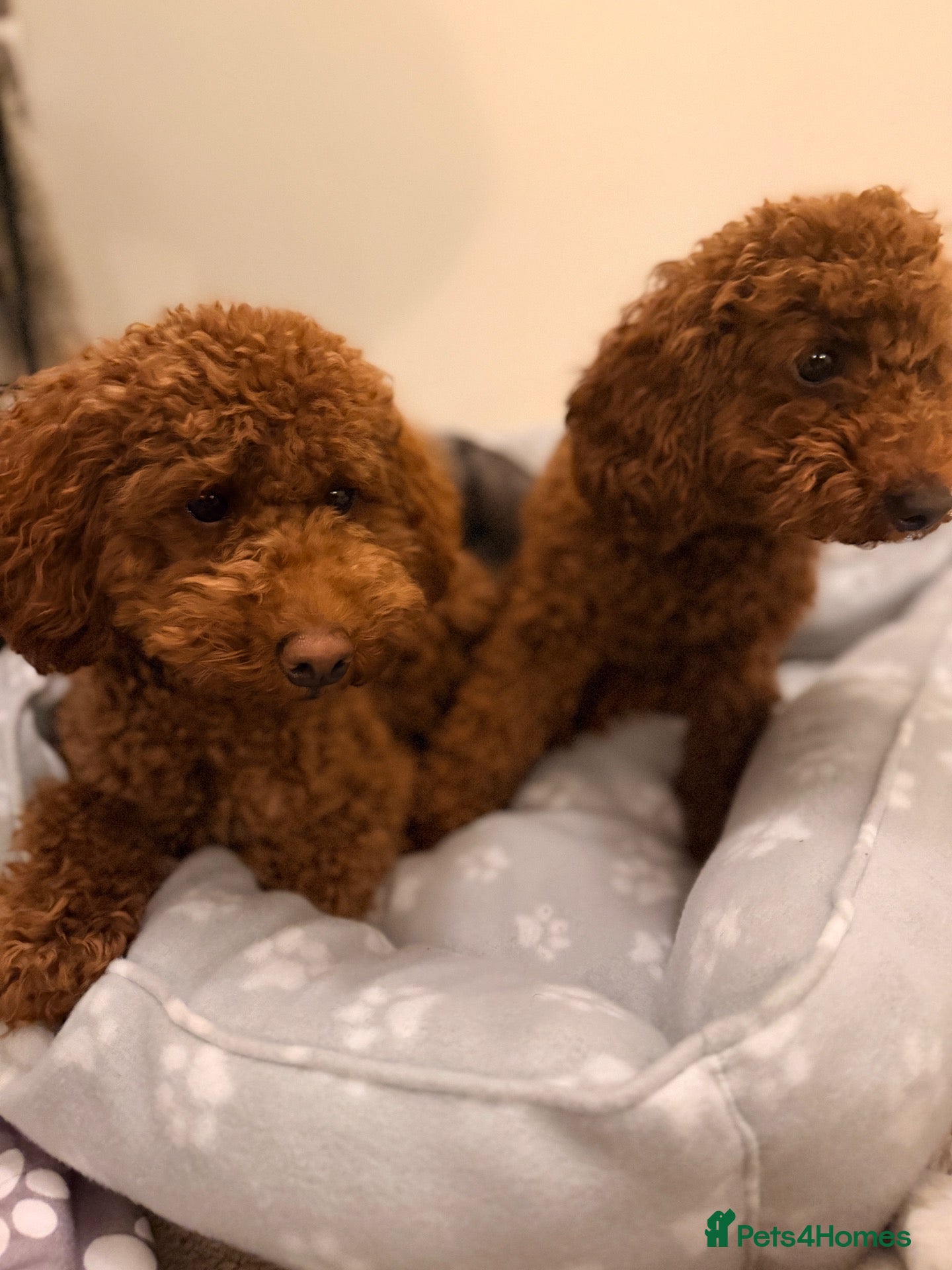 Toy Poodle dogs TOY POODLE GIRLS - Advert 3