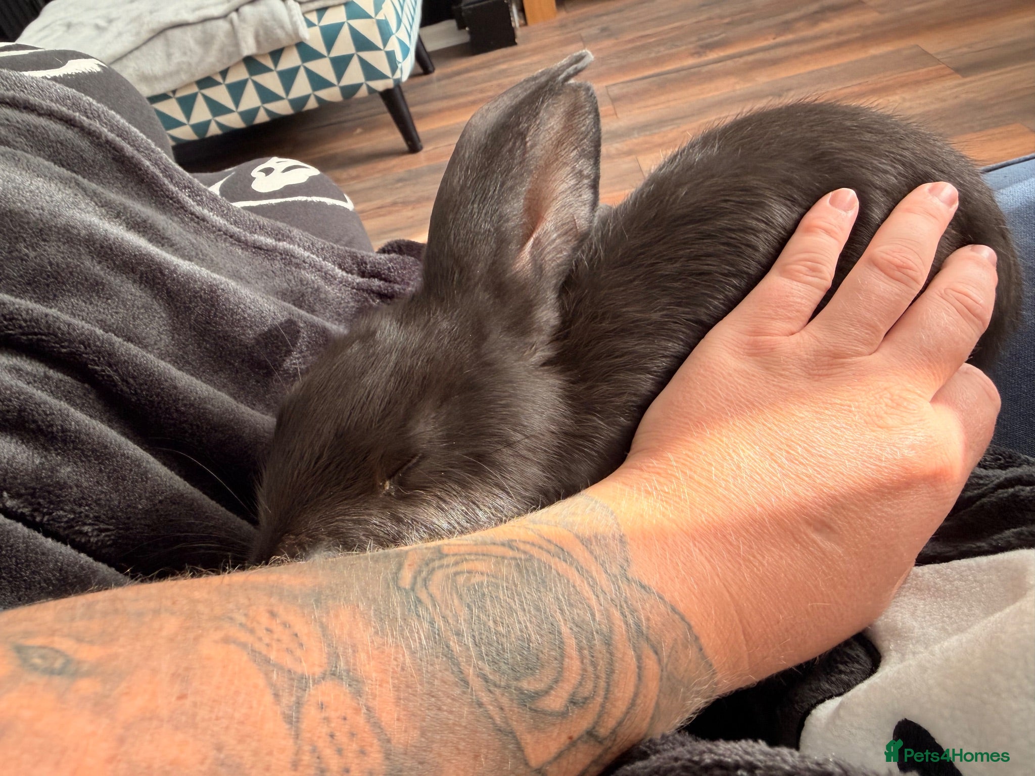 Continental Giant rabbits Beautiful black continental  - Advert 3