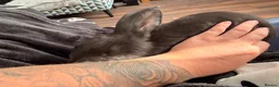 Continental Giant rabbits for sale: Beautiful black continental  - Advert 1