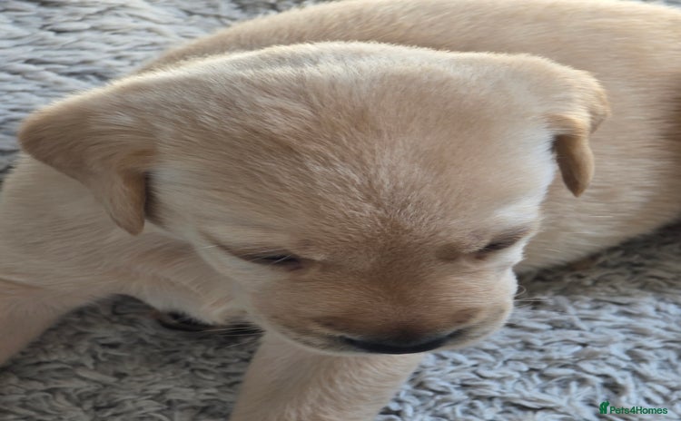 Labrador Retriever dogs - Advert 11