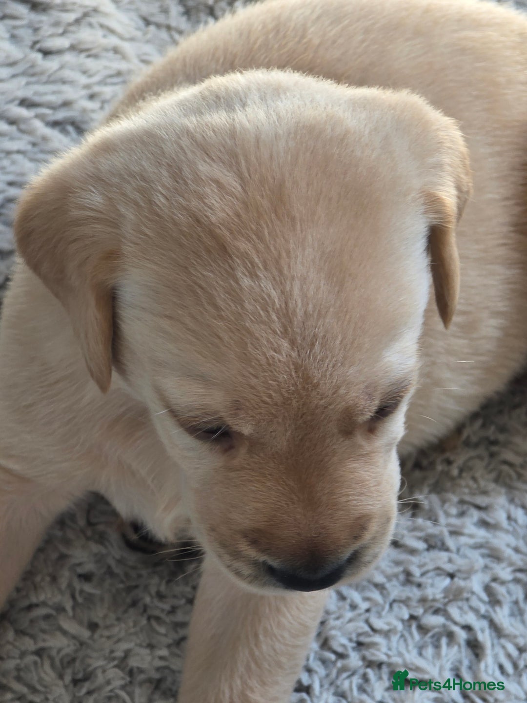 Labrador Retriever dogs for sale: Labrador retriever  - Image 1