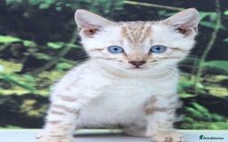 Bengal cats for sale: CUTE SNOW LYNX BENGAL KITTENS (TICA REG) - Image 21