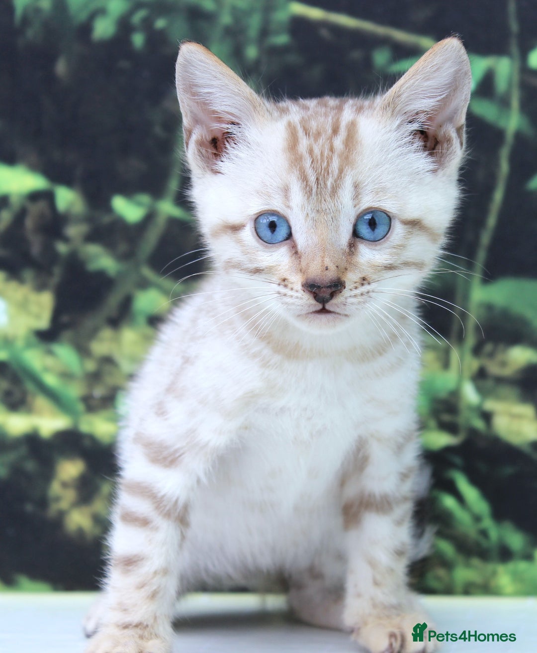 Bengal cats for sale: CUTE SNOW LYNX BENGAL KITTENS (TICA REG) - Image 21