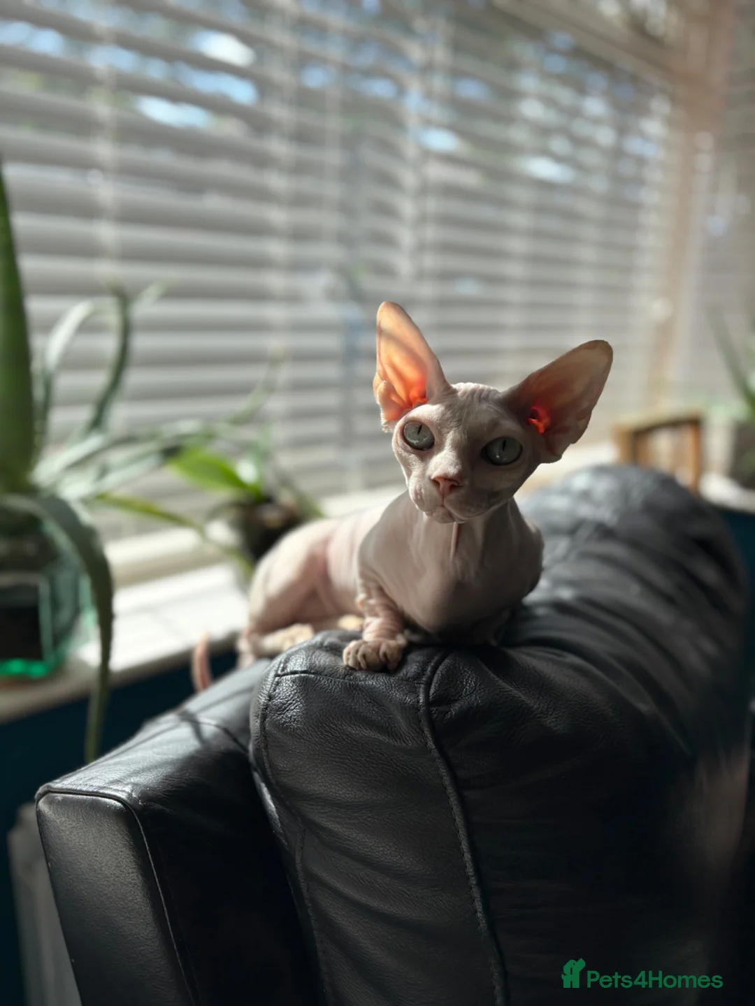 Sphynx cats for sale: Sphynx bambino kittens available 🐈‍⬛🐈 - Advert 2