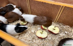 Guinea Pig rodents for sale: Bonded boars/boys - Image 13