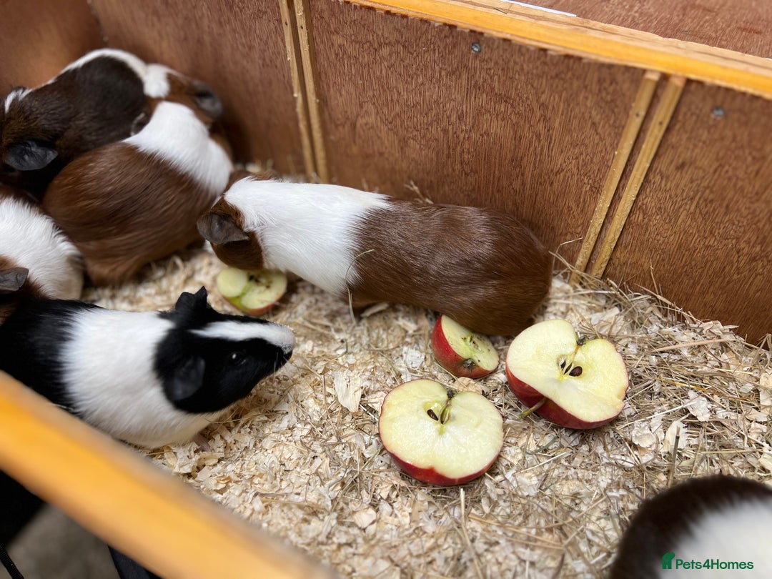 Guinea Pig rodents for sale: Bonded boars/boys - Image 13