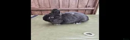 Netherland Dwarf rabbits for sale: Netherland Dwarf - Black Self Doe for Sale - Advert 1