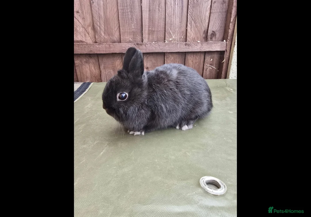Netherland Dwarf rabbits for sale: Netherland Dwarf - Black Self Doe for Sale - Advert 1