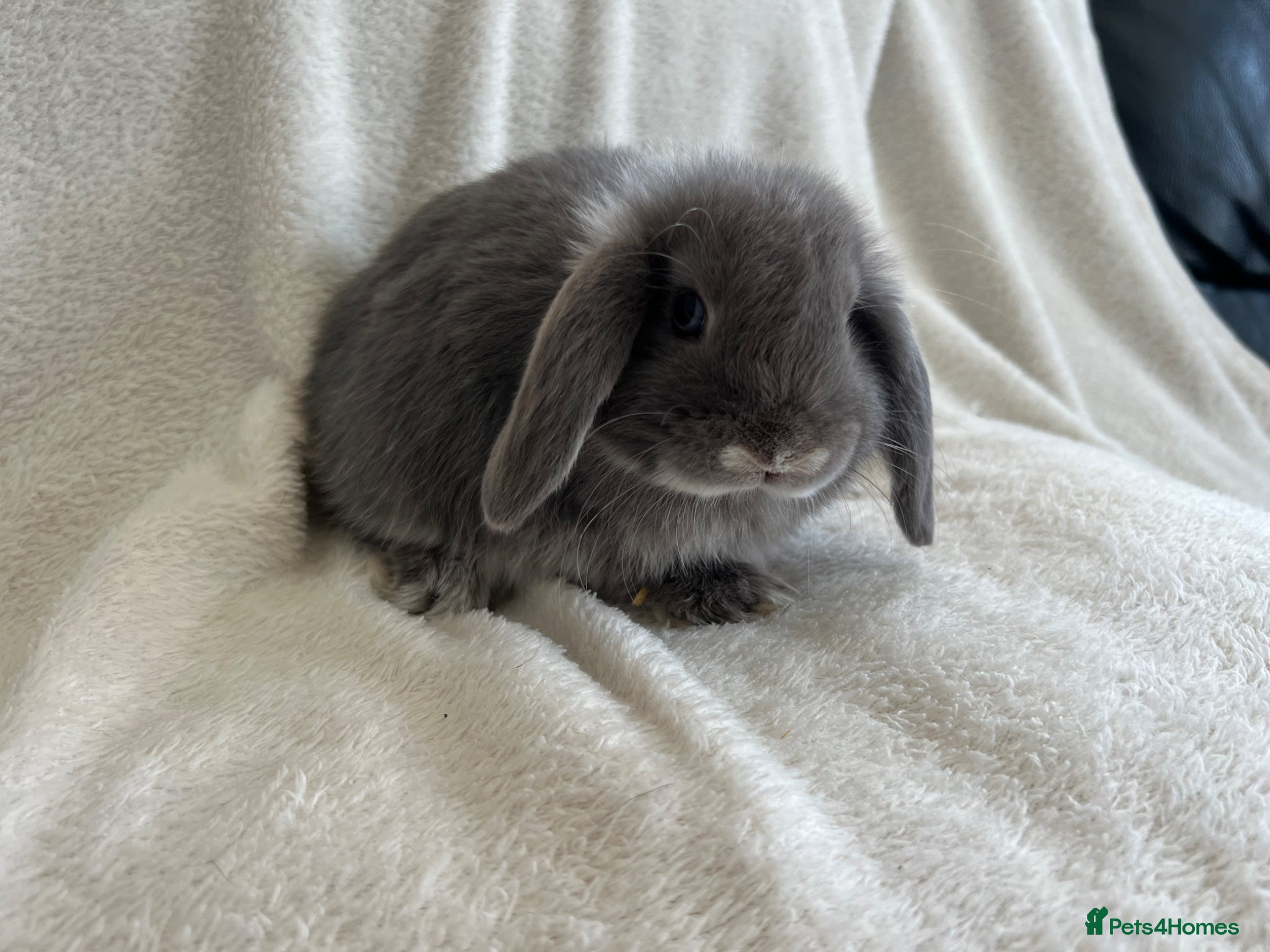 Mini Lop rabbits for sale: Mini Lops Ready To Leave Now - Advert 1