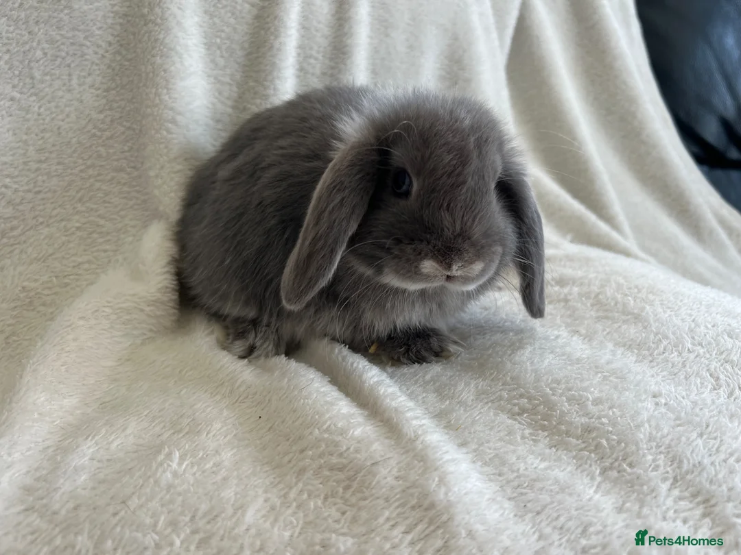 Mini Lop rabbits for sale: Mini Lops Ready To Leave Now - Advert 1