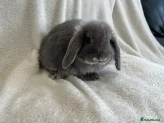 Mini Lop rabbits for sale: Mini Lops Ready To Leave Now - Advert 1