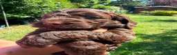 Cockapoo dogs for stud: Proven chocolate Cockapoo STUD - Advert 13