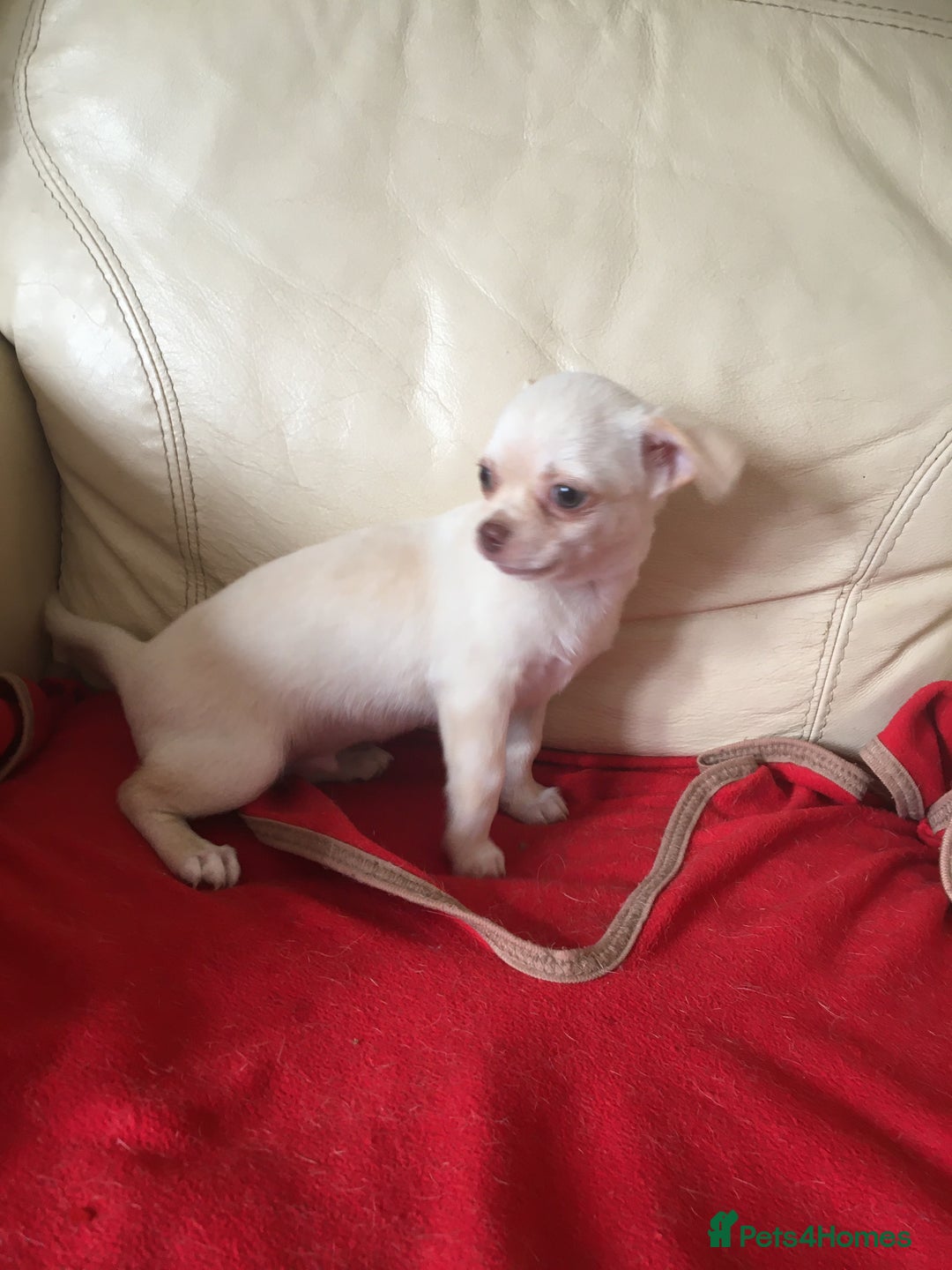 Chihuahua dogs for sale: Two stunning white chihuahuas - Image 12