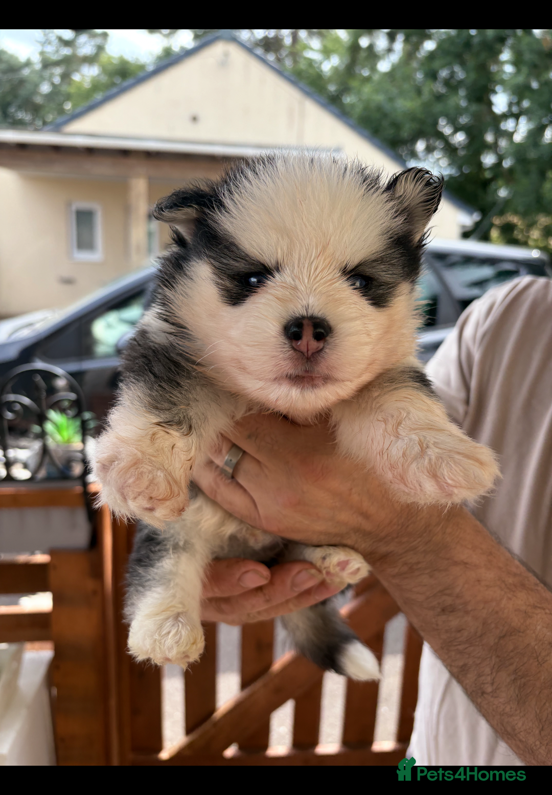 Pomsky dogs for sale: Champion bloodline f4 pomskys - Image 5