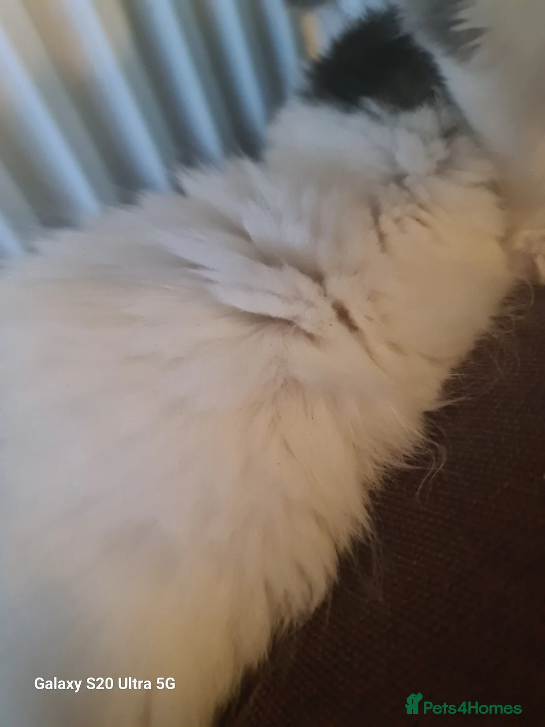 Siberian cats for sale: Kittens - Advert 8