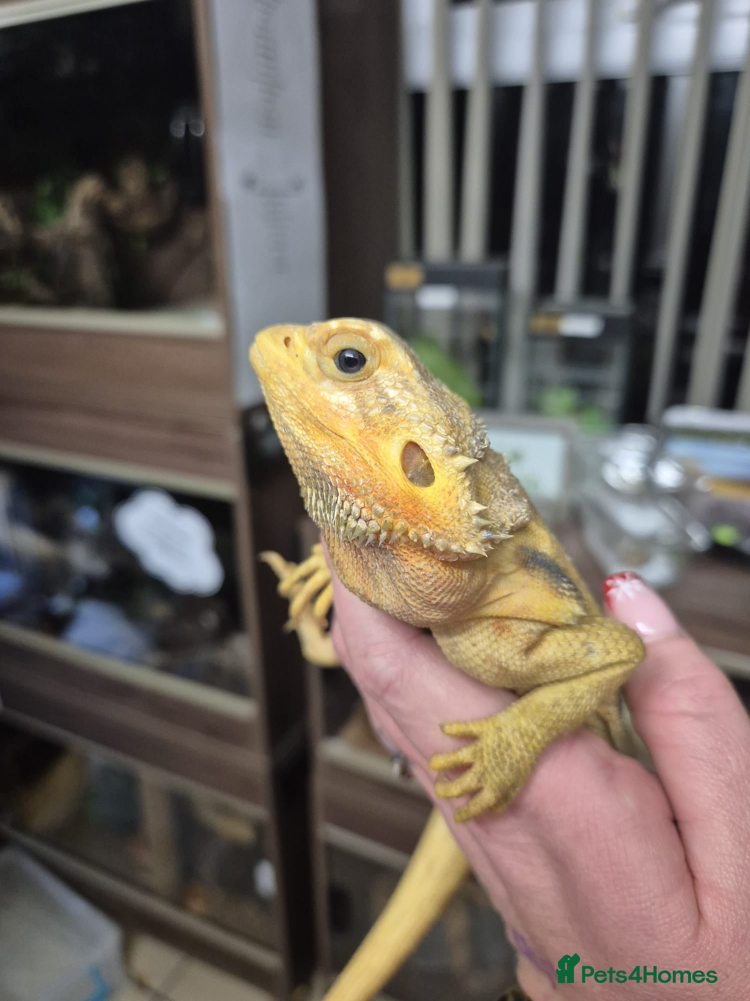 Bearded Dragon reptiles bearded dragons - Advert 2