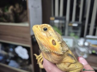 Bearded Dragon reptiles bearded dragons - Advert 2