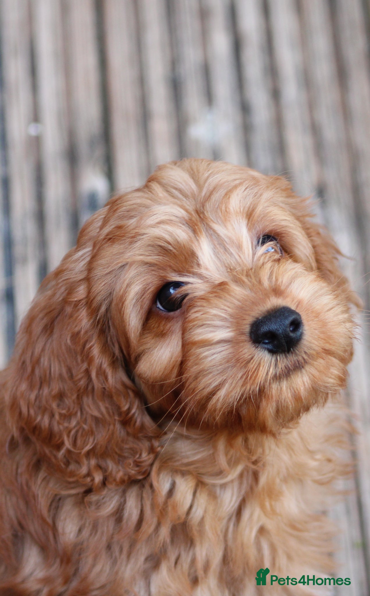 Cockapoo dogs Boy and girl  - Advert 1