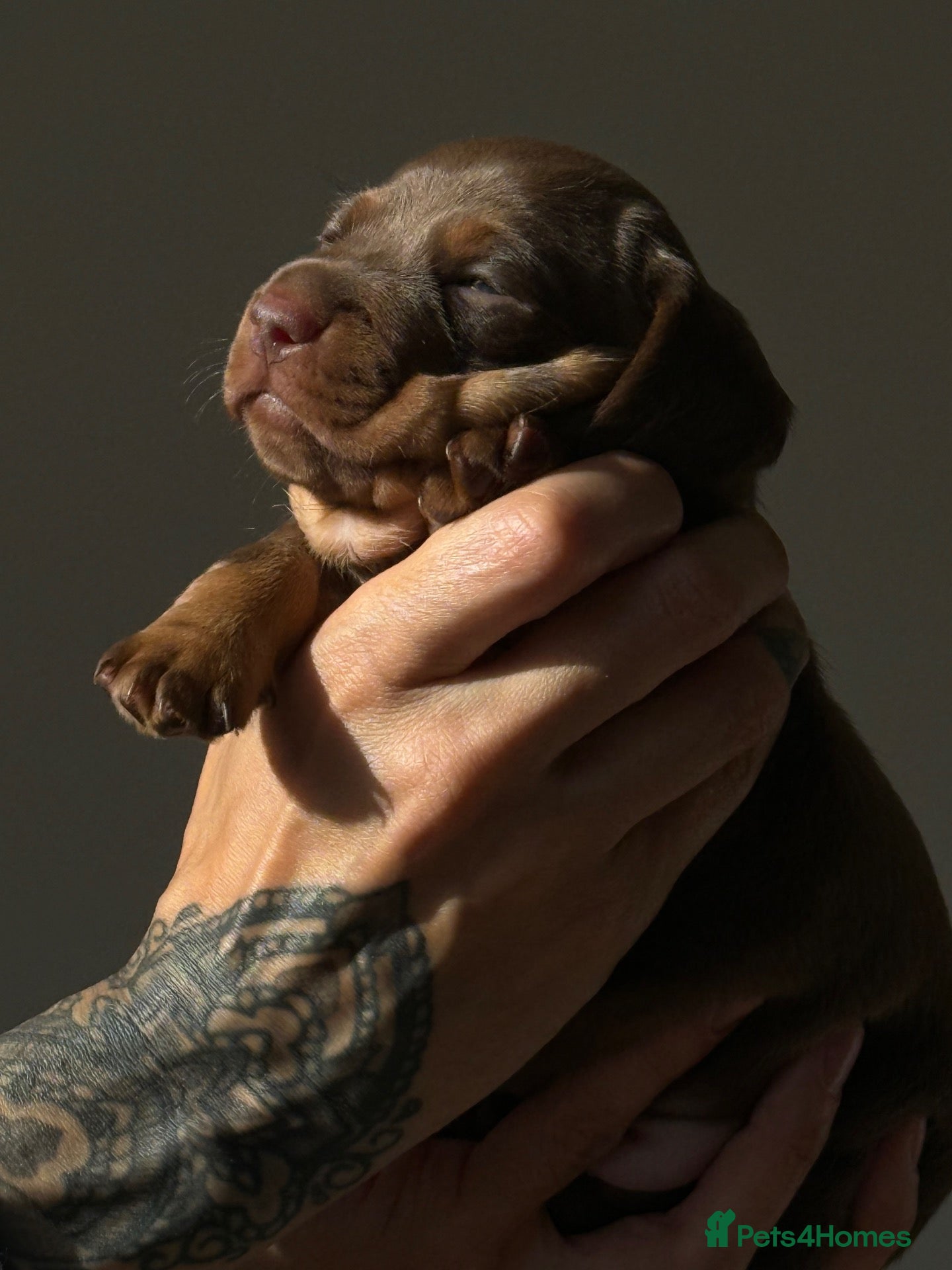 Miniature Dachshund dogs PERFECT LITTER OF MINIATURE DACHSHUNDS - Advert 1