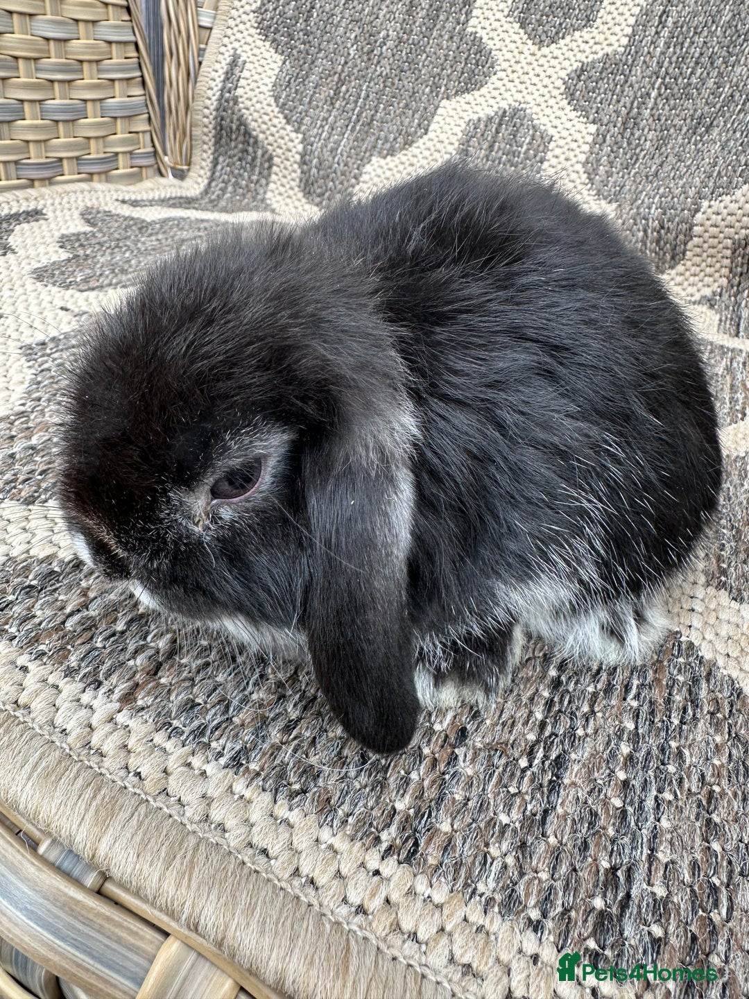 Mini Lop rabbits for sale: Gorgeous mini lop bucks available . - Image 11