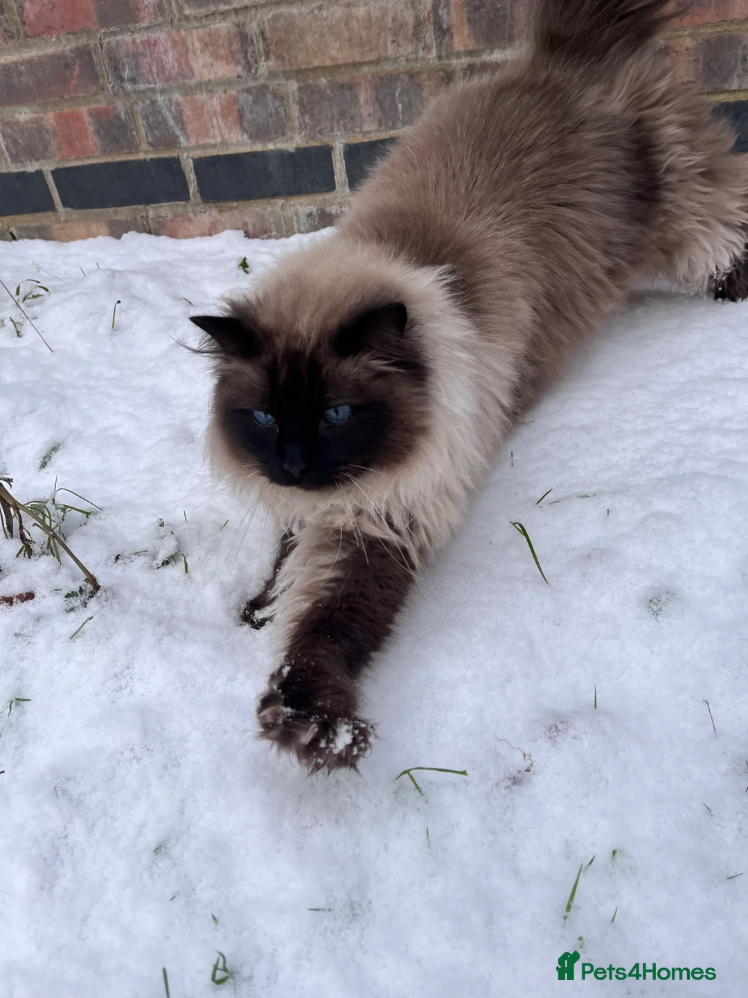 Ragdoll cats for sale: ragdoll for adoption in Newmarket - Advert 2