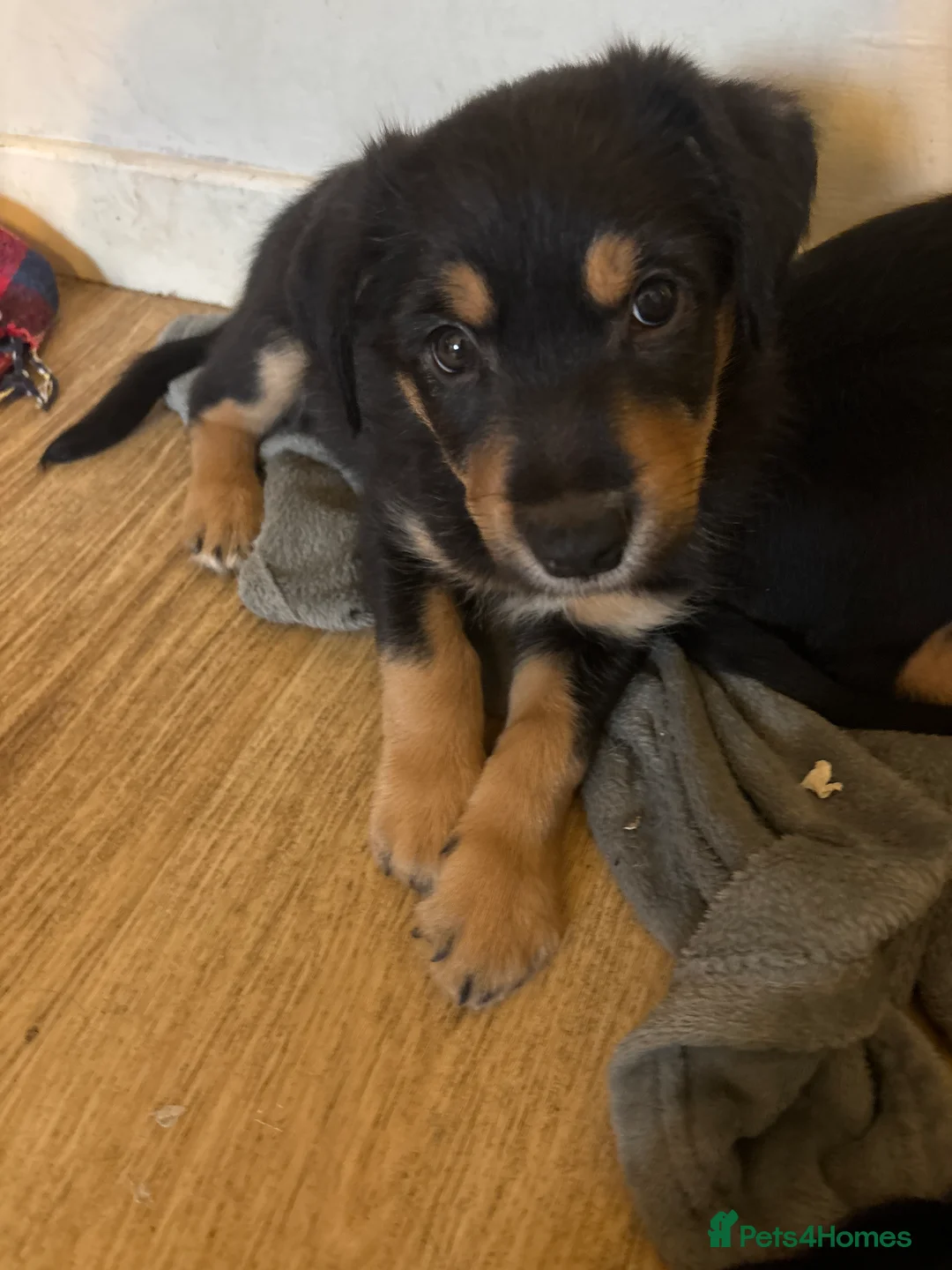 Mixed Breed dogs for sale: Collie x New Zealand hunt away  - Advert 13