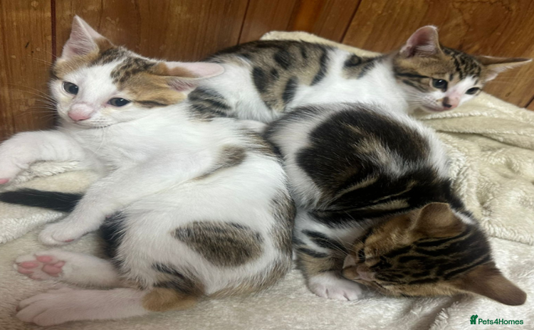 Bengal cats - Advert 14
