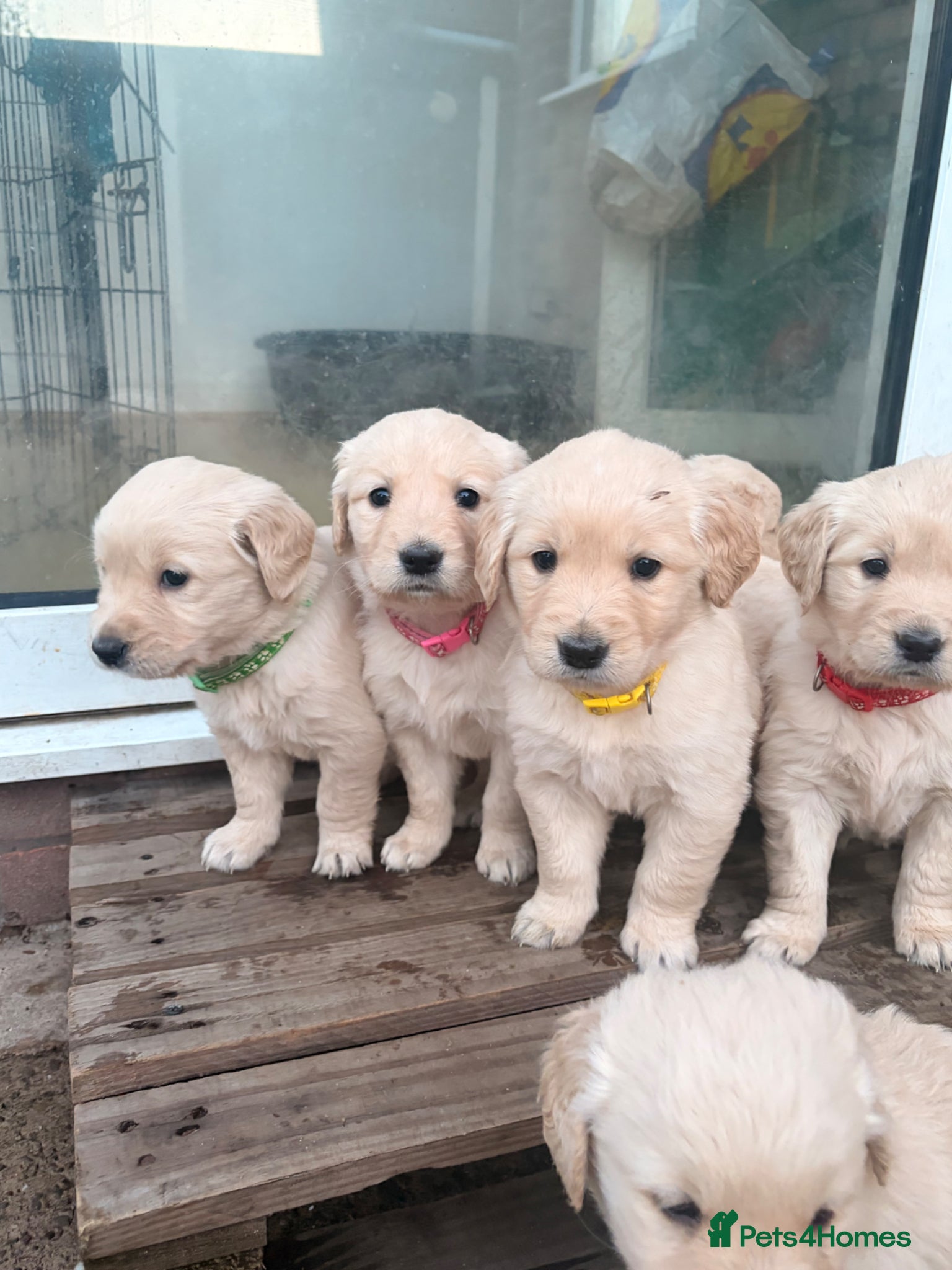 Golden Retriever dogs Golden retriever puppies for sale 🐶 - Advert 2