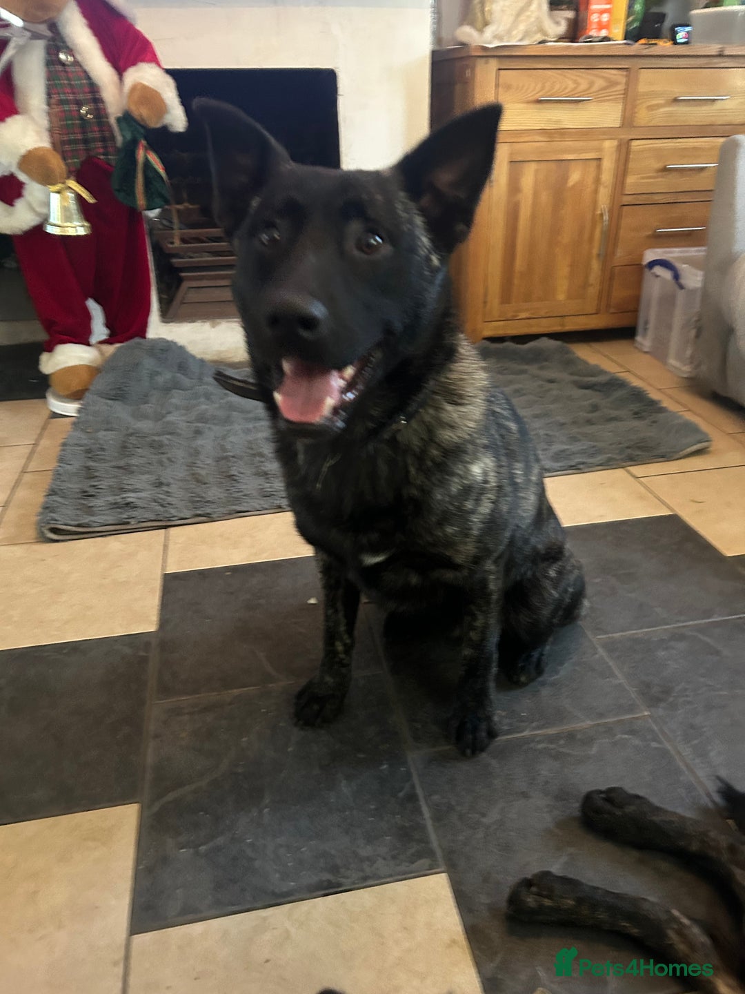 Mixed Breed dogs for sale: German shepherd x staff - Advert 6