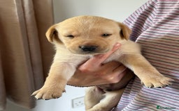 Labrador Retriever dogs for sale: Working Labrador Retriever Puppies - Image 1