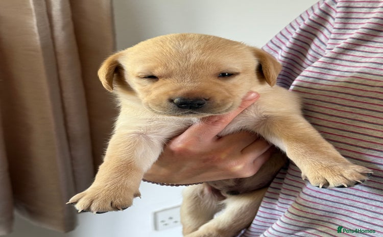 Labrador Retriever dogs - Advert 3