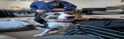 Border Collie dogs for sale: 10 month old tri border collie - Advert 5
