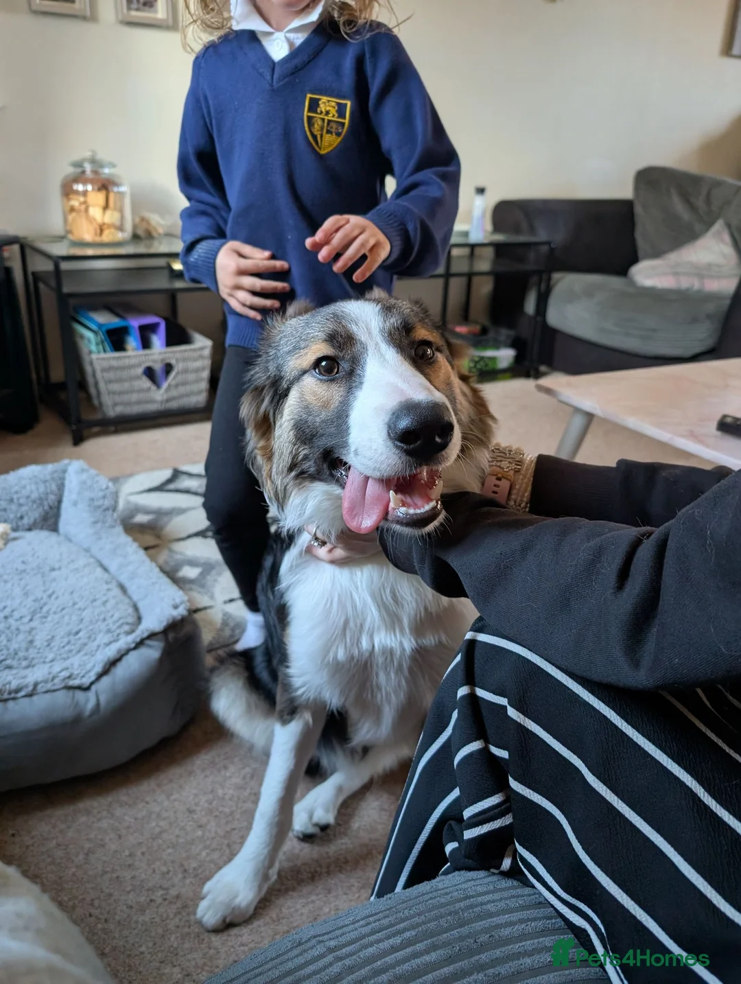 Border Collie dogs for sale: 10 month old tri border collie - Advert 5