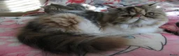 Persian cats for sale: Adorable Persian female kitten Ready now - Advert 5