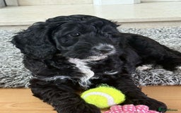 Cockapoo dogs for sale: Boni’s F1b pups, 2 little ones available 🖤🖤 - Image 12