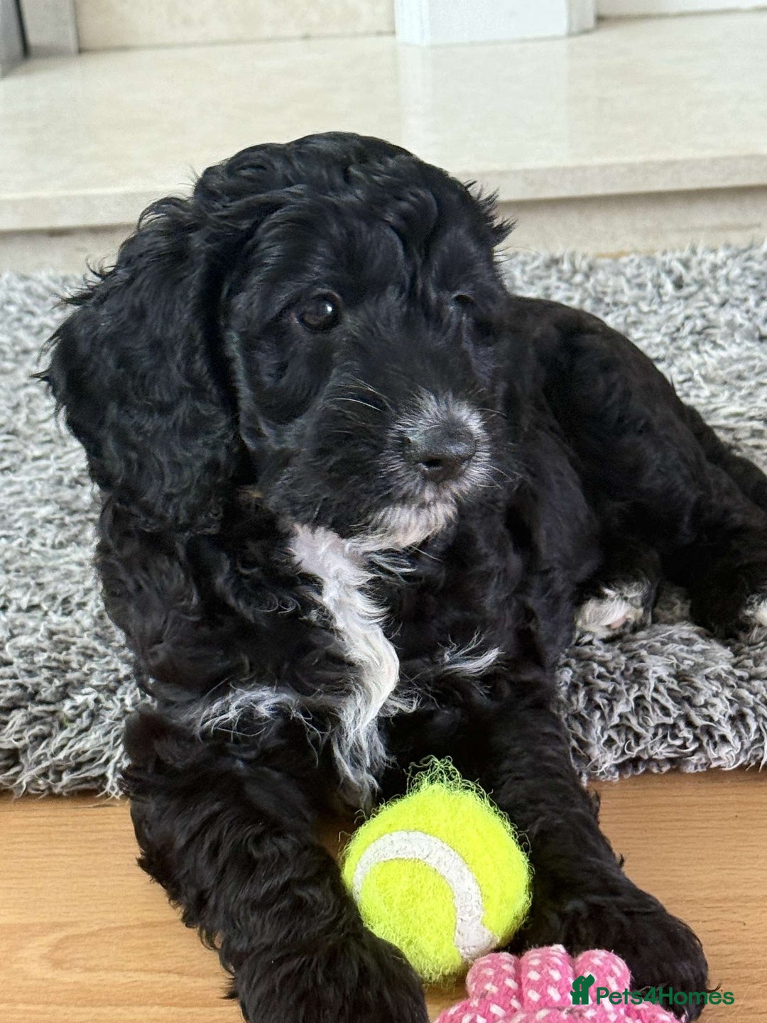 Cockapoo dogs for sale: Boni’s F1b pups, 2 little ones available 🖤🖤 - Image 12