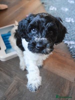 Cockapoo dogs - Advert 6