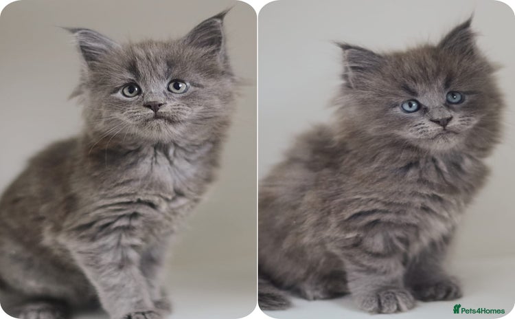 Maine Coon cats - Advert 8
