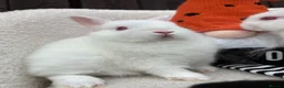 Netherland Dwarf rabbits for sale: gorgeous Netherland dwarf babies. Ruby eyed white  - Advert 7