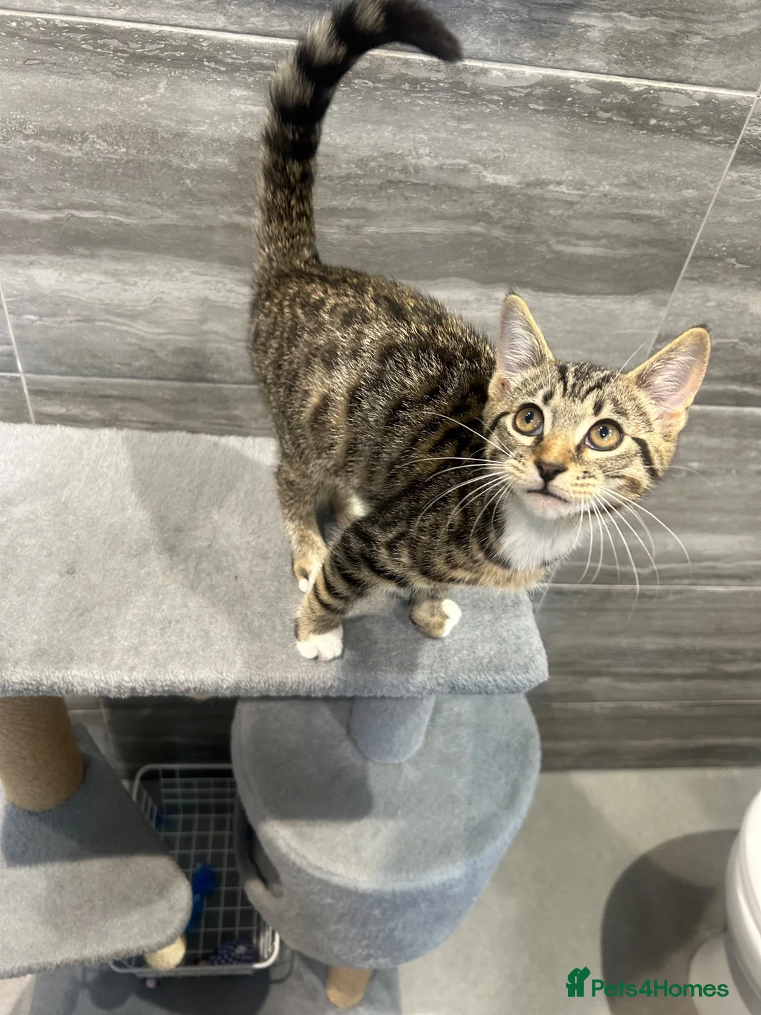 Mixed Breed cats for sale: Mixed bread 12 weeks  in Canterbury - Advert 2