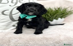 Cocker Spaniel dogs for sale: 2 beautiful cocker spaniels  - Image 13