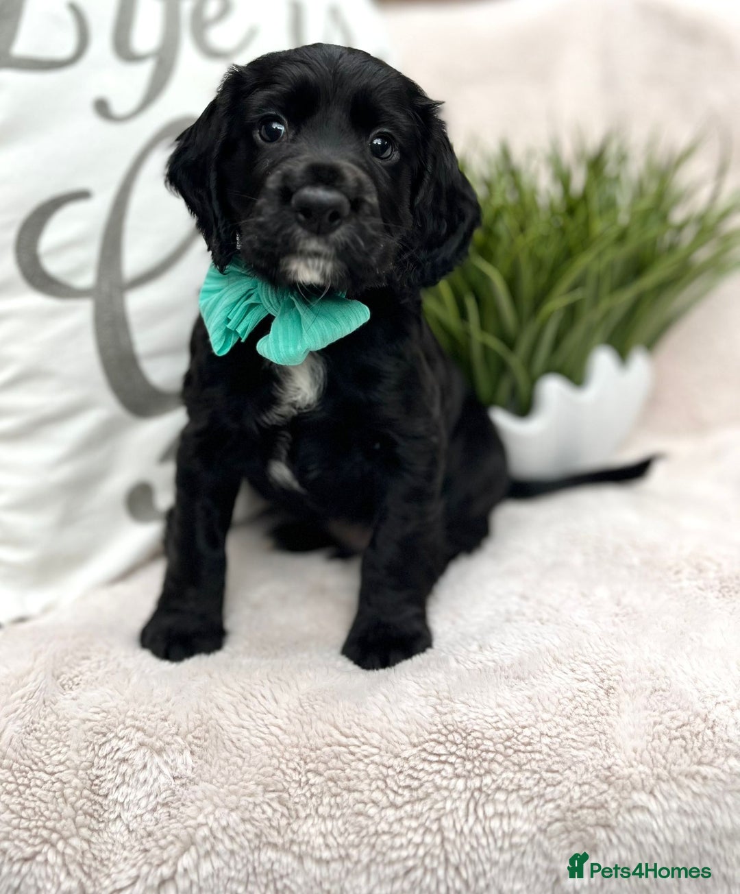 Cocker Spaniel dogs for sale: 2 beautiful cocker spaniels  - Image 13