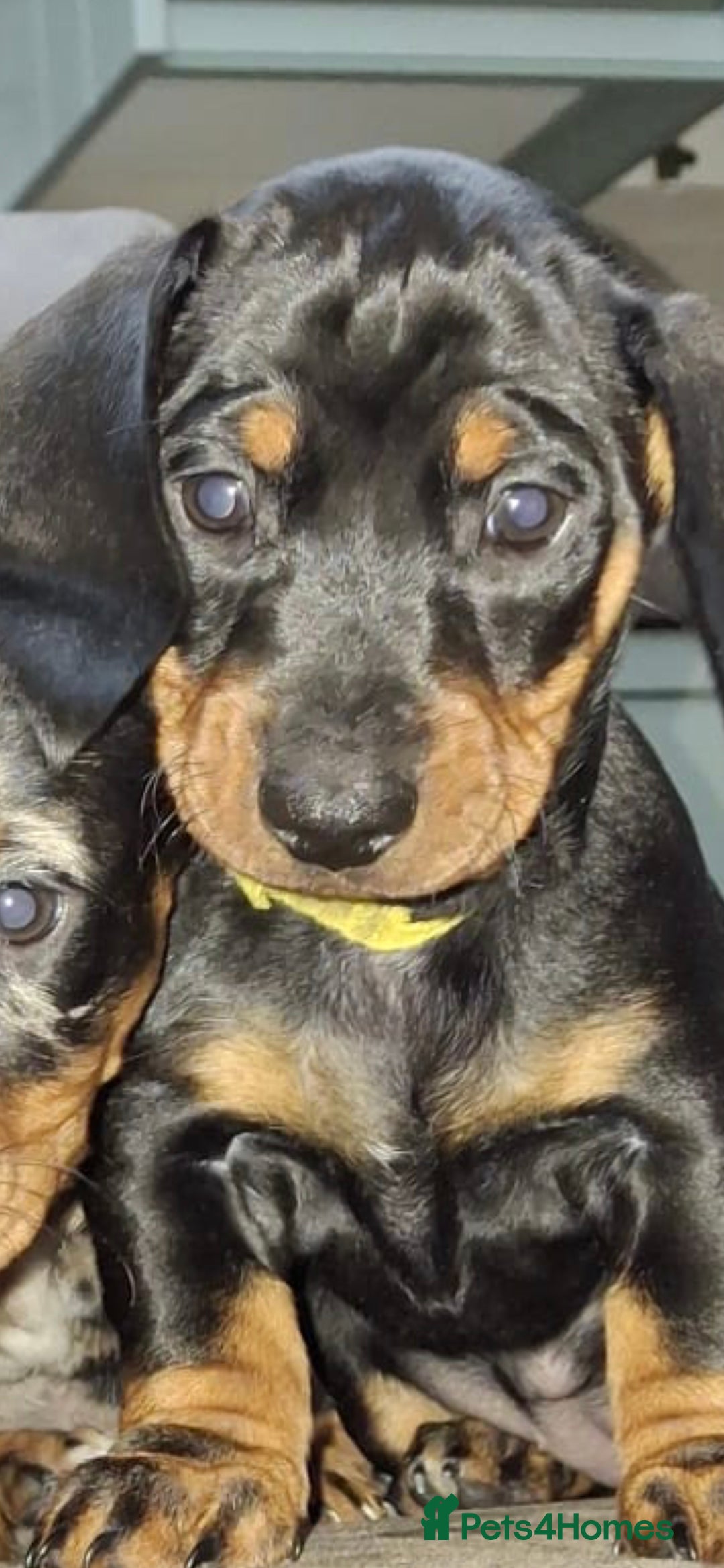 Dachshund dogs Dachshund puppies  - Advert 2