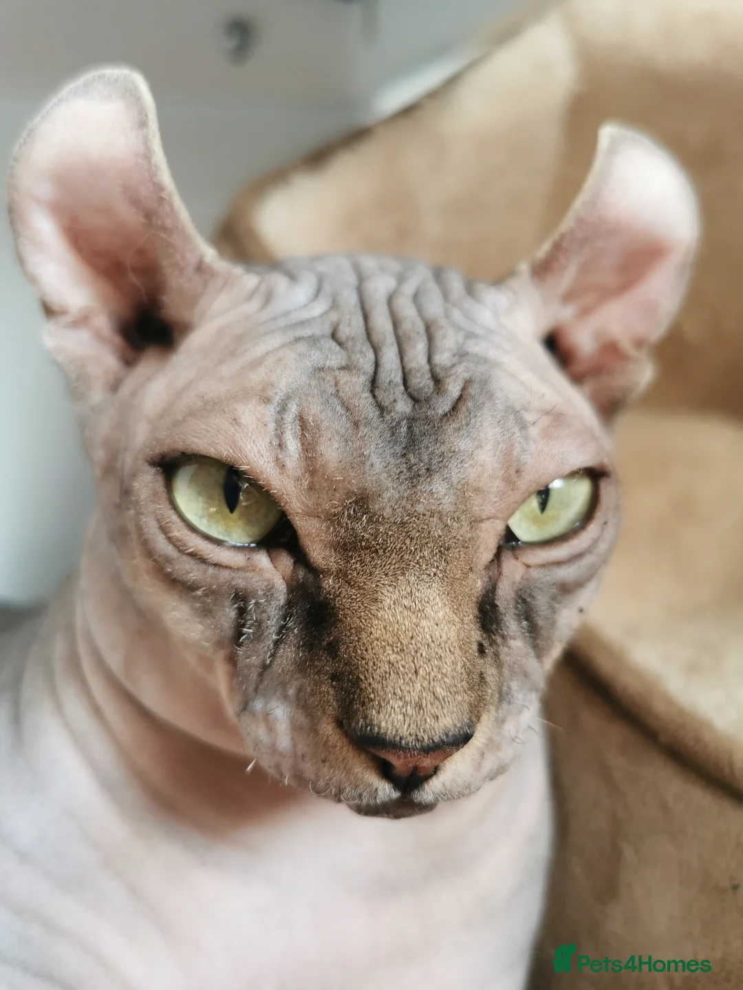 Sphynx cats for stud: Black tabby Sphynx Elf for STUD in Oldham - Advert 2