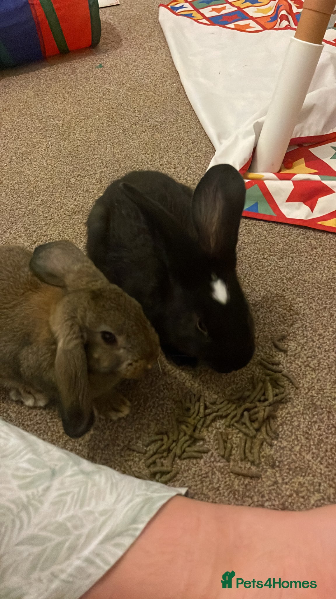 Mixed Breed rabbits 2 giant baby house rabbits - Advert 1