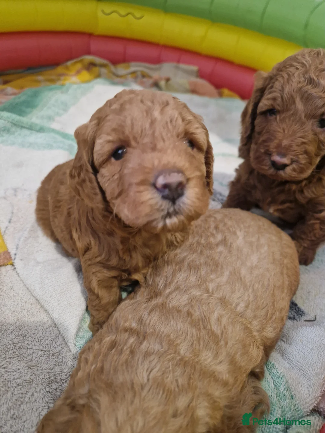 Cockapoo dogs for sale: cockapoo pups for sale - Advert 2